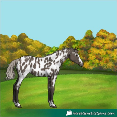 Horse Color:Gray Silver Grullo Near Leopard 