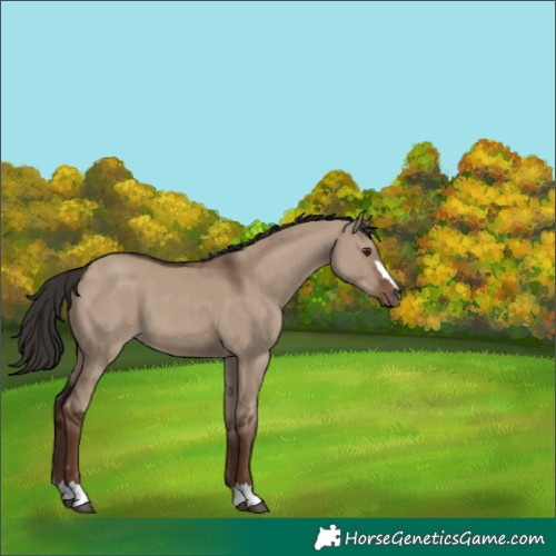 Horse Color:Liver Red Dun 