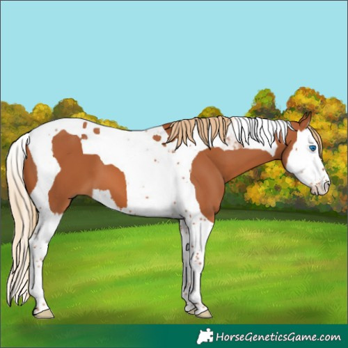 Horse Color:Chestnut Splash Tobiano 
