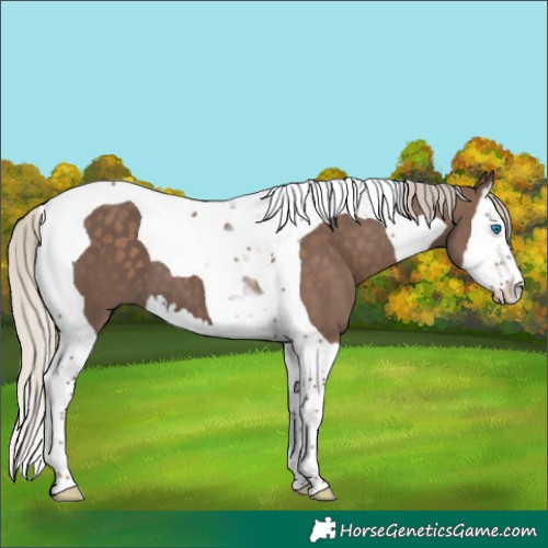 Horse Color:Silver Black Splash Tobiano 