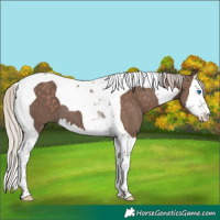 Horse Color:Silver Black Splash Tobiano 