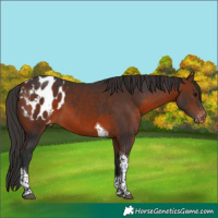 Horse Color:Brown Tobiano Appaloosa 