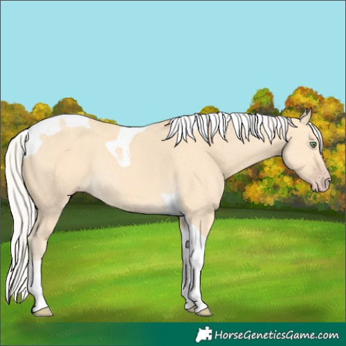 Horse Color:Silver Amber Cream Champagne Tobiano Rabicano 