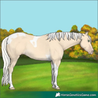 Horse Color:Silver Amber Cream Champagne Tobiano Rabicano 