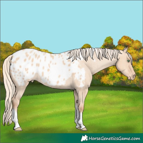 Horse Color:Gold Champagne Dun Tobiano Blanket 