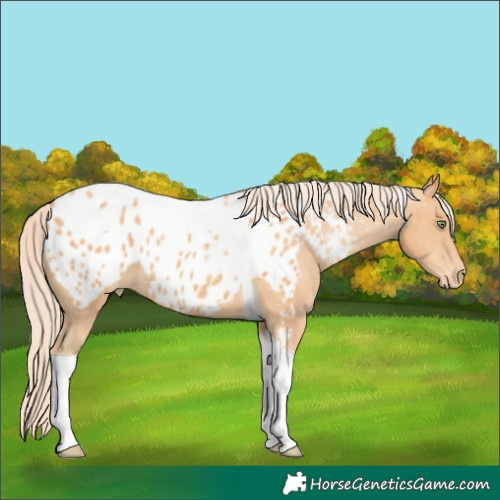 Horse Color:Gold Champagne Tobiano Blanket 