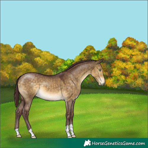 Horse Color:Chocolate Buckskin Dun 