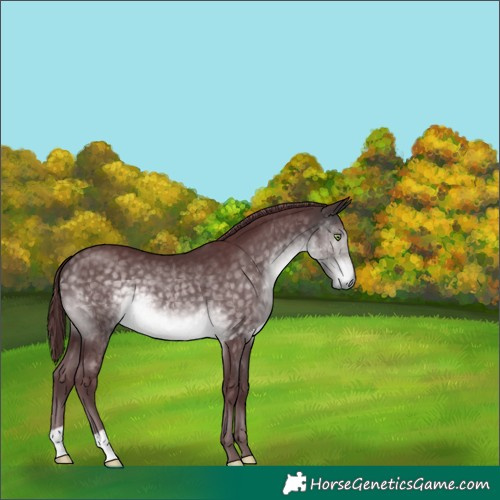 Horse Color:Platinum Chocolate Buckskin 