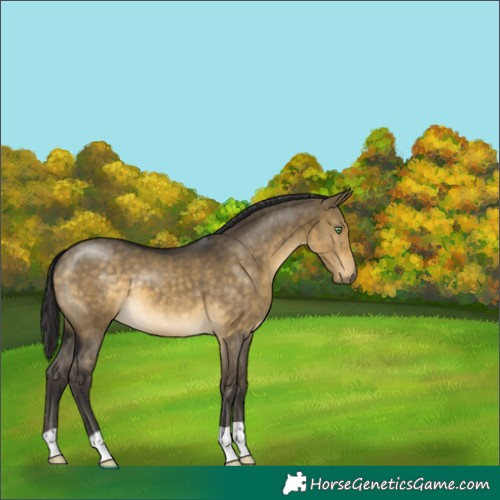 Horse Color:Buckskin Dun 