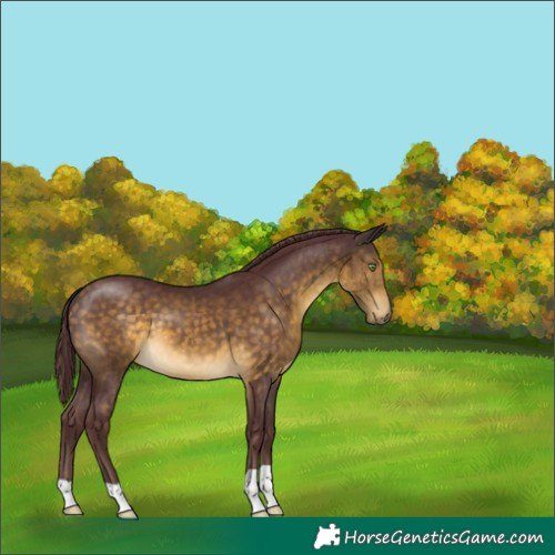 Horse Color:Chocolate Buckskin 