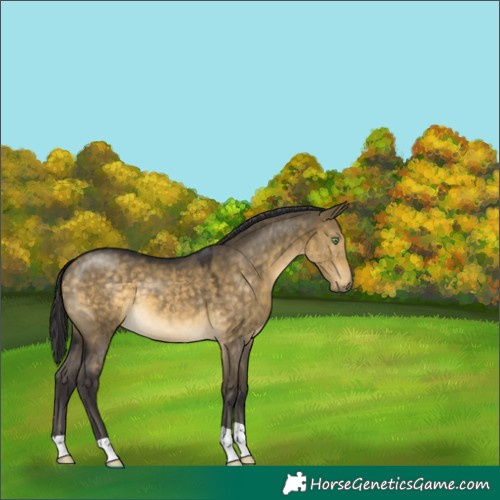 Horse Color:Buckskin Dun 