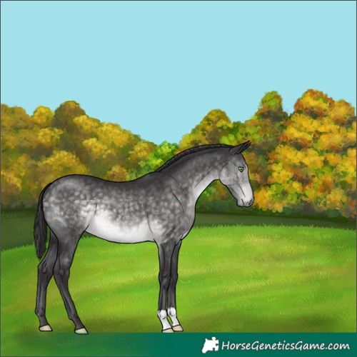 Horse Color:Platinum Buckskin 