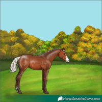 Horse Color:Silver Bay Sabino Rabicano