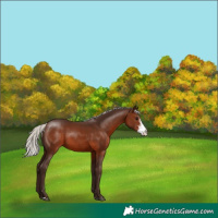 Horse Color:Silver Brown Sabino 