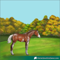 Horse Color:White Spotted Silver Brown Rabicano 