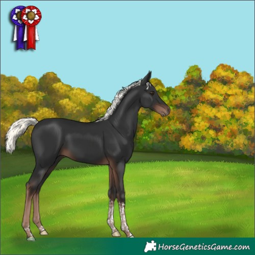 Horse Color:Liver Chestnut Mushroom Tobiano 