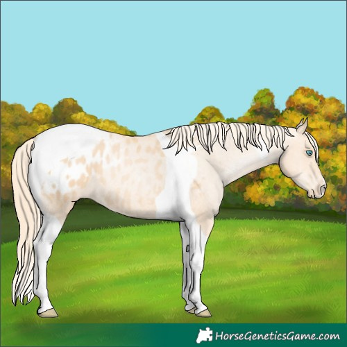 Horse Color:Gold Champagne Pearl Tobiano Appaloosa 