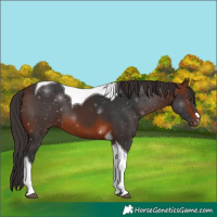 Horse Color:Brown Tobiano 