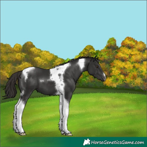 Horse Color:Liver Chestnut Tobiano 