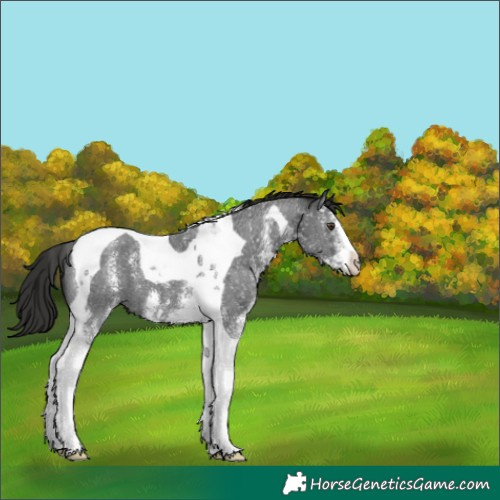 Horse Color:Liver Chestnut Sabino Tobiano 