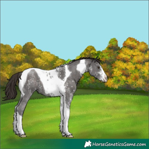 Horse Color:Liver Chestnut Sabino Tobiano 