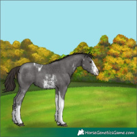 Horse Color:Liver Chestnut Sabino Tobiano 