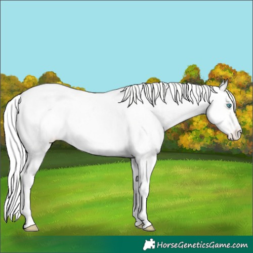 Horse Color:Silver Perlino Dun Tobiano Appaloosa 