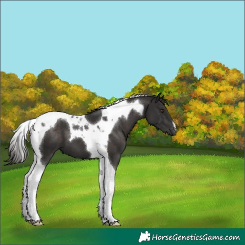 Horse Color:Liver Chestnut Tobiano 