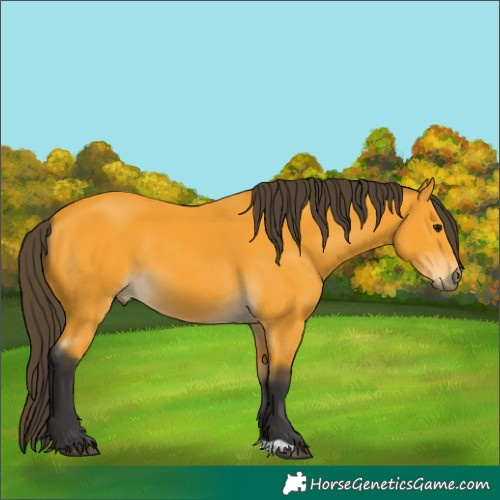 Horse Color:Buckskin 