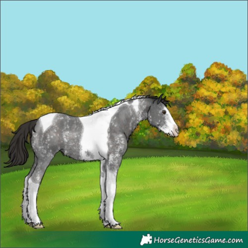 Horse Color:Liver Chestnut Sabino Tobiano 