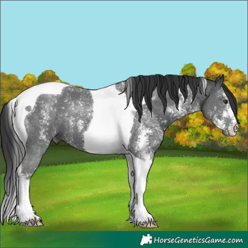 Horse Color:Liver Chestnut Sabino Tobiano 