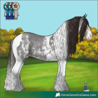 Horse Color:Liver Chestnut Sabino Tobiano 