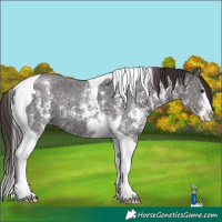 Horse Color:Liver Chestnut Sabino Tobiano 