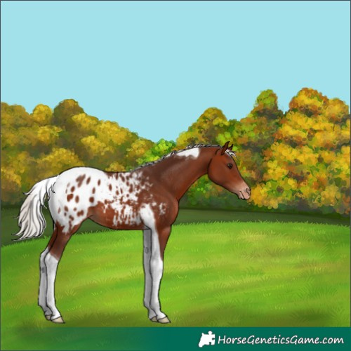 Horse Color:Silver Bay Tobiano Blanket 