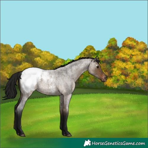 Horse Color:Gray Bay Roan Dun Snowcap 