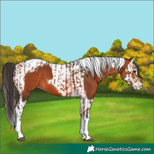 Horse Color:Bay Splash Tobiano Appaloosa  and Bay Splash Tobiano Appaloosa 