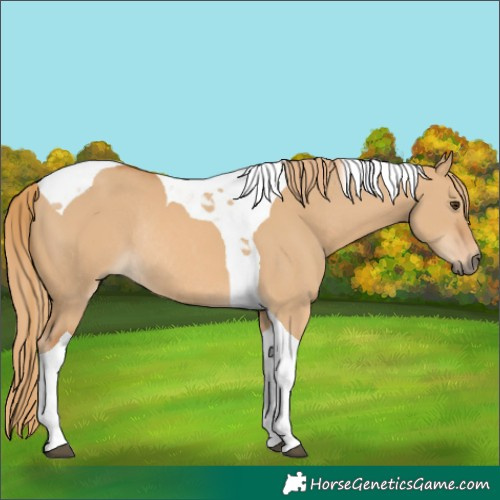 Horse Color:Red Dun Tobiano Rabicano 