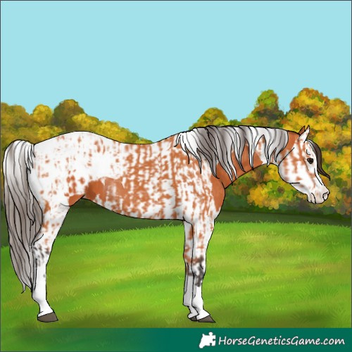 Horse Color:Bay Splash Tobiano Appaloosa  and Bay Splash Tobiano Appaloosa 