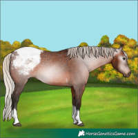Horse Color:Gray Silver Bay Tobiano Appaloosa 