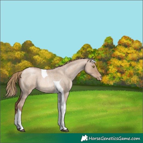 Horse Color:Liver Red Dun Roan Pearl Tobiano Rabicano 