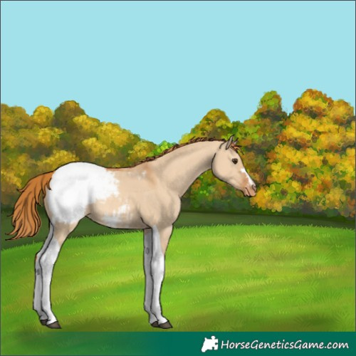 Horse Color:Red Dun Tobiano Snowcap Rabicano 