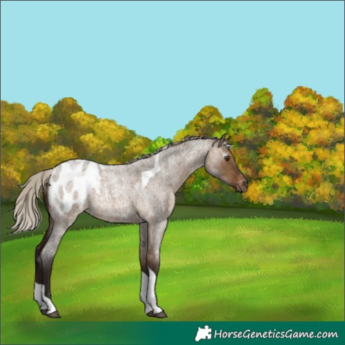 Horse Color:Gray Silver Bay Roan Dun Tobiano Blanket Rabicano 