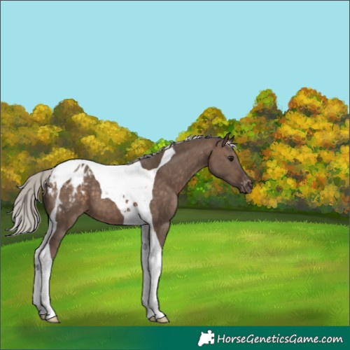 Horse Color:Silver Brown Dun Tobiano Blanket 