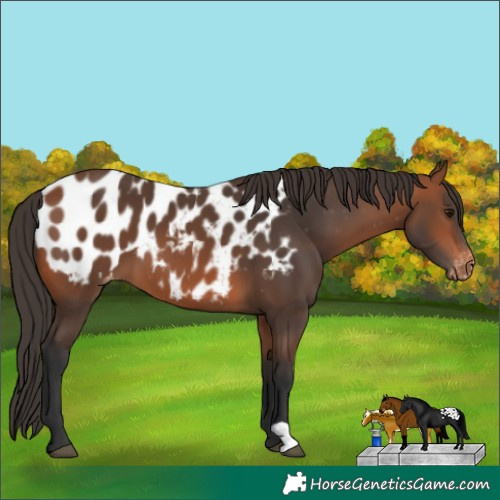 Horse Color:Bay Appaloosa 
