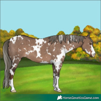 Horse Color:White Spotted Liver Red Dun Mushroom 