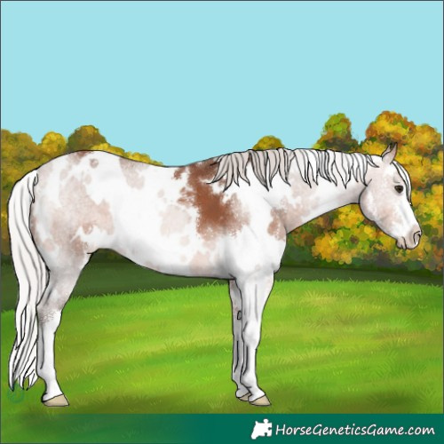 Horse Color:White Spotted Silver Bay Mushroom Sabino 