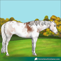 Horse Color:White Spotted Silver Bay Mushroom Sabino