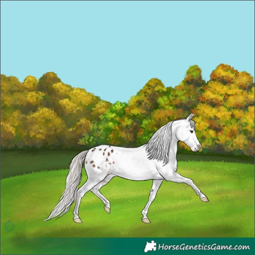 Horse Color:White Spotted Liver Chestnut Mushroom Varnish 