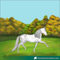 Horse Color:White Spotted Liver Chestnut Mushroom Varnish