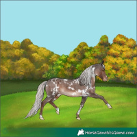 Horse Color:White Spotted Liver Chestnut Mushroom Appaloosa 